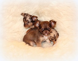 Chihuahua Babies