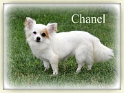 Chihuahua Zuchthündinnen - Chanel