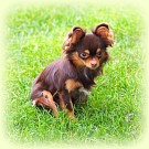 Chihuahua Zuchthündinnen - Sharon