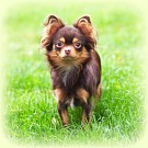 Chihuahua Zuchthündinnen - Sharon