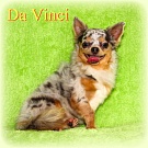 Chihuahua Zuchtrüden - Da Vinci