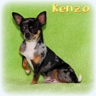 Chihuahua Zuchtrüden - Kenzo