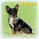 Chihuahua Zuchtrüden - Kenzo