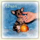 Chihuahua Welpen - Adrian