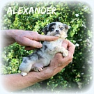 Chihuahua Welpen - Alexander