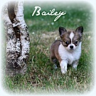 Chihuahua Welpen - Bailey