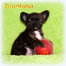 Chihuahua Welpen - Bambino