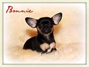 Chihuahua Welpen - Bonnie