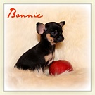 Chihuahua Welpen - Bonnie