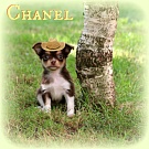 Chihuahua Welpen - Chanel