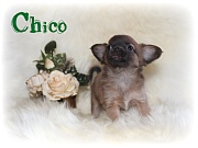 Chihuahua Welpen - Chico