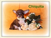 Chihuahua Welpen - Chiquita