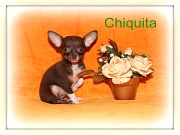 Chihuahua Welpen - Chiquita