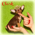 Chihuahua Welpen - Clark