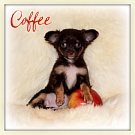 Chihuahua Welpen - Coffee