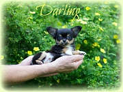 Chihuahua Welpen - Darling