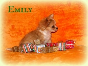 Chihuahua Welpen - Emily