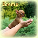 Chihuahua Welpen - Emma
