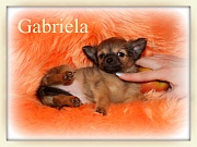 Chihuahua Welpen - Gabriela