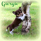 Chihuahua Welpen - Giorgio