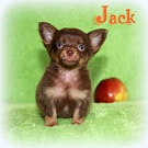 Chihuahua Welpen - Jack