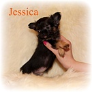 Chihuahua Welpen - Jessica