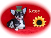 Chihuahua Welpen - Kessy