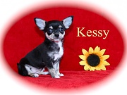Chihuahua Welpen - Kessy