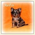 Chihuahua Welpen - Merlin