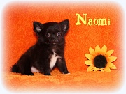 Chihuahua Welpen - Naomi