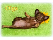 Chihuahua Welpen - Olga