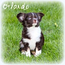 Chihuahua Welpen - Orlando