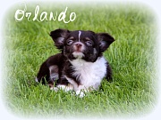 Chihuahua Welpen - Orlando