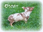 Chihuahua Welpen - Oscar