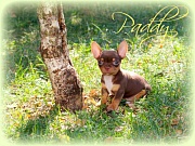 Chihuahua Welpen - Paddy