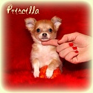 Chihuahua Welpen - Priscilla