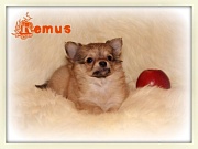 Chihuahua Welpen - Remus