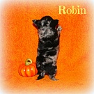 Chihuahua Welpen - Robin