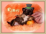Chihuahua Welpen - Romeo