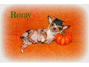 Chihuahua Welpen - Romy