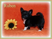 Chihuahua Welpen - Ruben