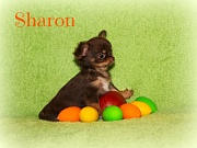 Chihuahua Welpen - Sharon