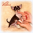 Chihuahua Welpen - Victoria
