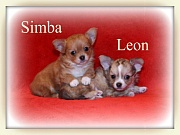 Chihuahua Welpen - Leon und Simba
