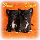 Chihuahua Welpen - Naomi und Chanel