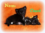 Chihuahua Welpen - Naomi und Chanel