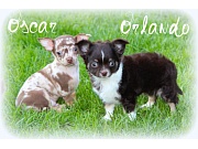 Chihuahua Welpen - Oscar und Orlando