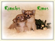 Chihuahua Welpen - Romulus und Remus