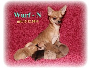 Chihuahua Welpen - Wurf N