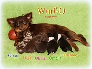 Chihuahua Welpen - Wurf O